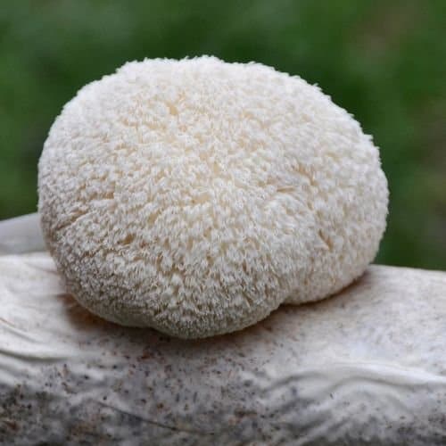 Lion's Mane mushroom