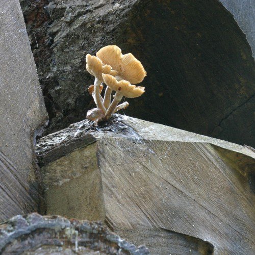 Mushrooms growing on rock