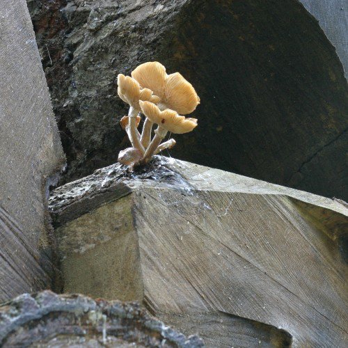 Mushroom/mold popped out of wall. How serious/dangerous is this? :  r/ToxicMoldExposure