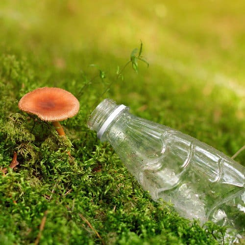 Mycoremediation of plastics