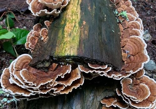 turkey tail mushrooms