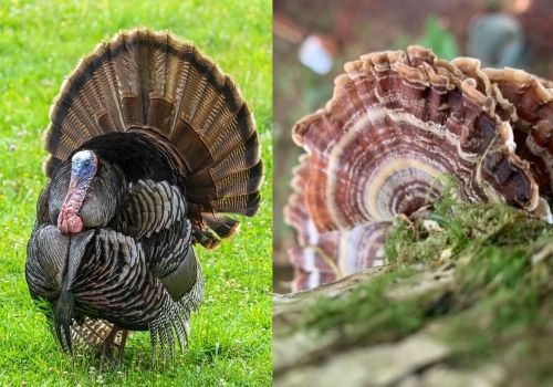 Turkey Tail Mushroom