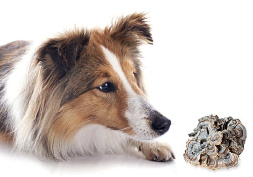 dog and a turkey tail mushroom