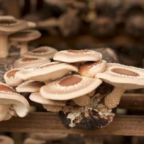 Shiitake Nammex Farm