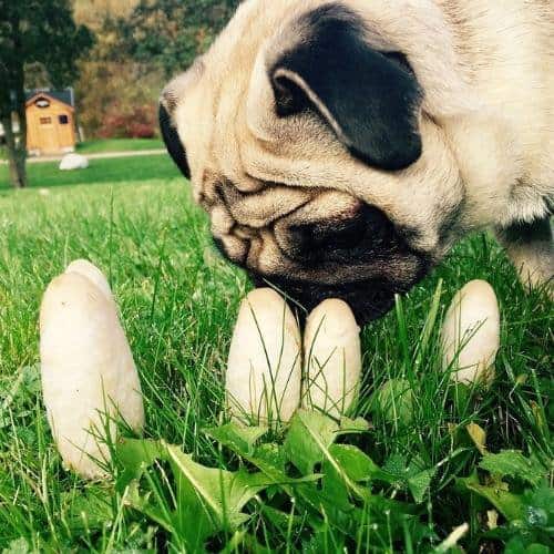 Can dogs eat mushrooms