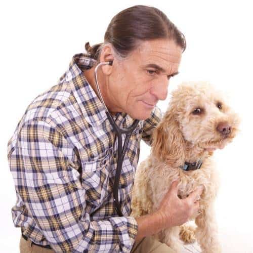 Dr. Rob Silver, holistic veterinarian