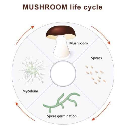 Healthy Mushrooms - Mushroom Parts