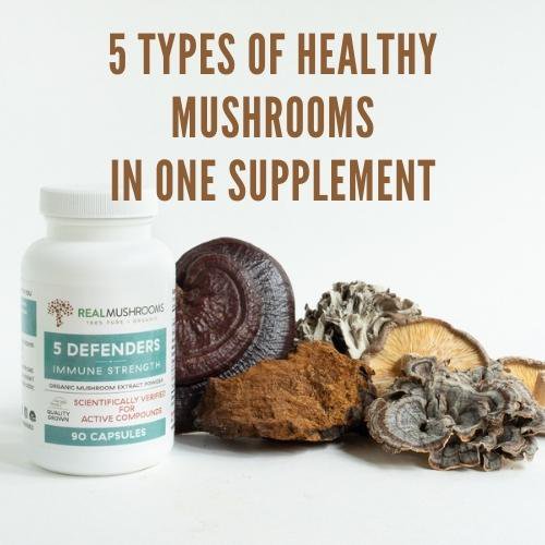 5 Healthy Mushrooms for Dogs
