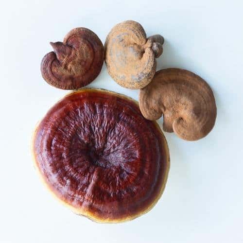 Reishi Mushroom