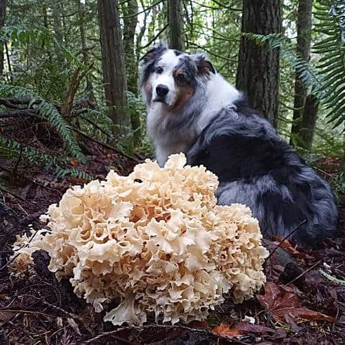 Wild mushrooms and dogs