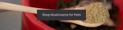 Wooden spoon holding ground mushrooms with a clickable overlay reading "can dogs eat mushrooms" against a blurred red container background.