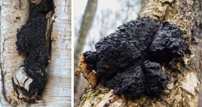 Chaga growing on trees