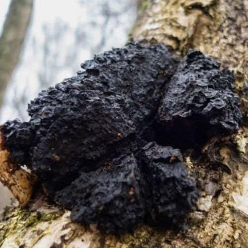 chaga growing on tree