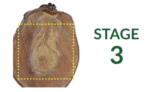How chaga grows: stage 3
