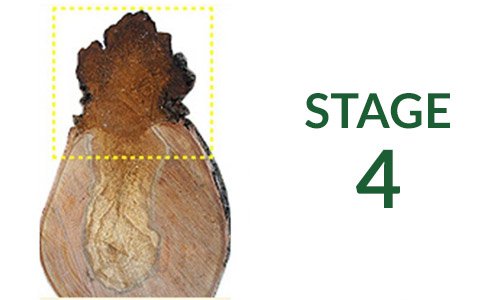 How chaga grows: stage 4