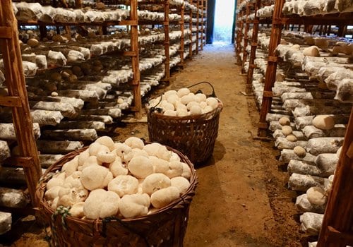 Organic Lion's Mane Farm