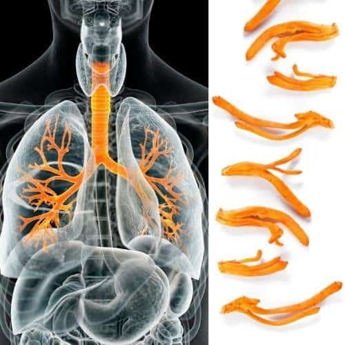 Cordyceps militaris for lungs