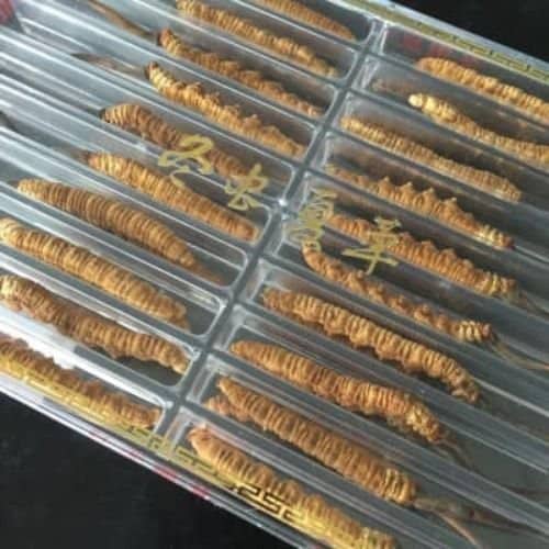 Cordyceps Sinensis Himalayan gold