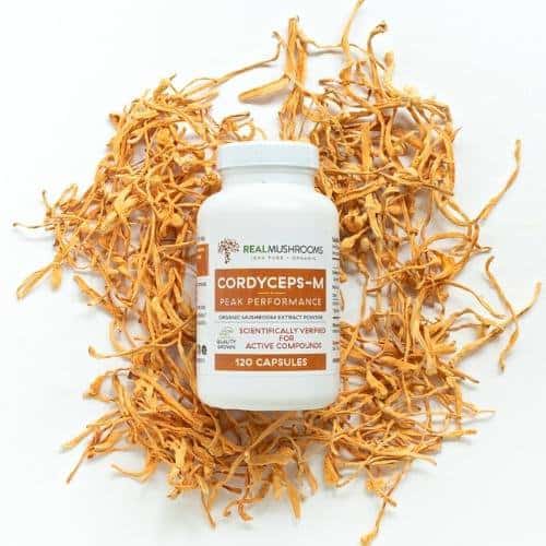 Cordyceps militaris supplement