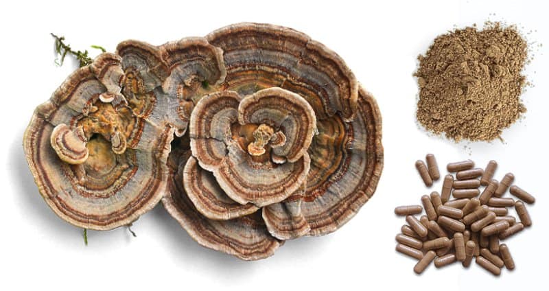 Turkey Tail mushroom supplement