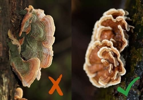 Real versus false turkey tail mushroom