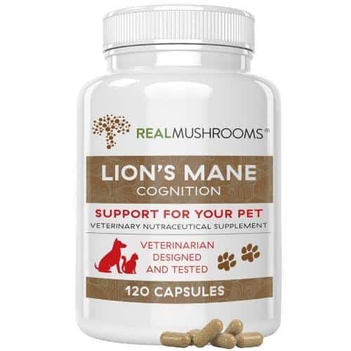 Lion's Mane Supplement for Dogs and Cats