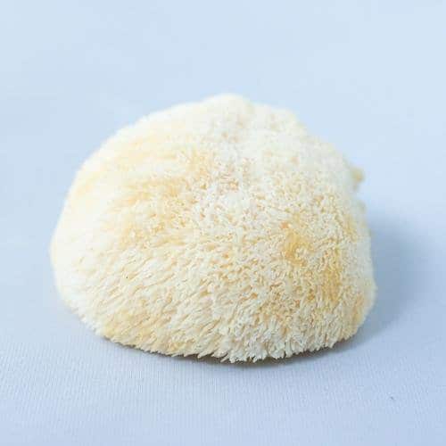 Fresh Lion's Mane Mushroom