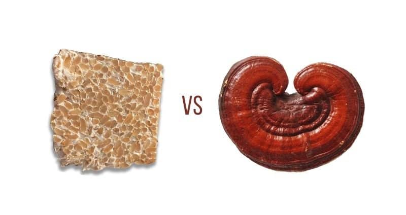 Reishi mushroom versus mycelium