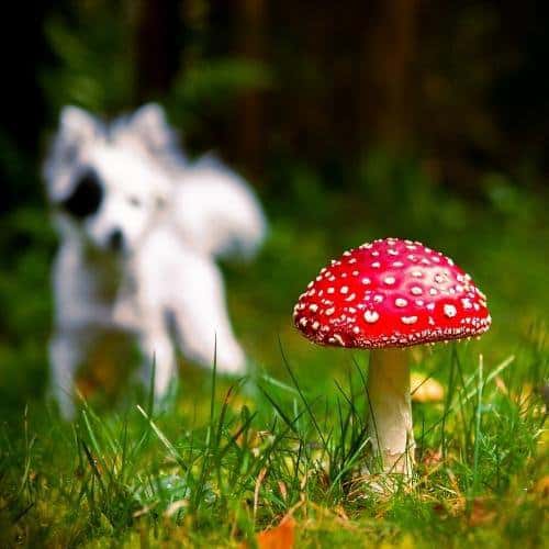 Wild mushrooms dogs Amanita Muscaria