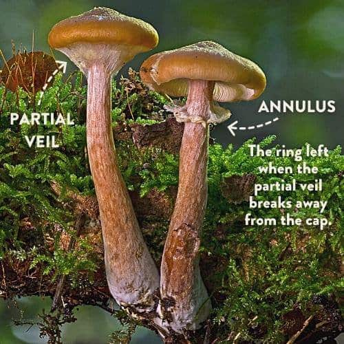 Mushroom annulus