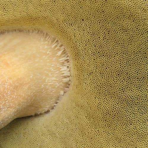 Mushroom pores - Bolete - Polypore