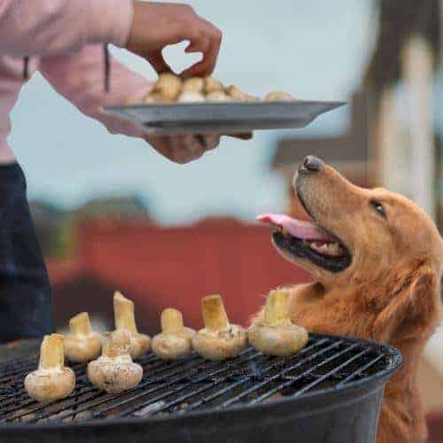 Cooked mushrooms for dogs