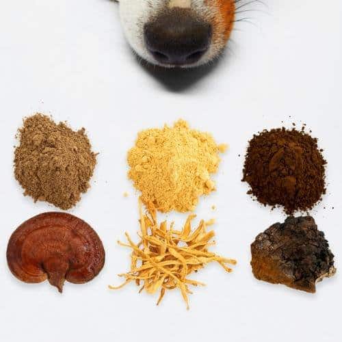 Reishi cordyceps chaga for dogs