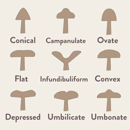 Mushroom Cap Shapes DIagram