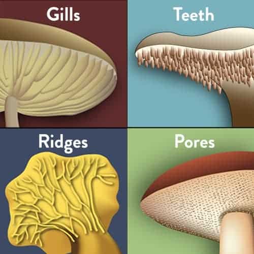 mushroom under microscope labeled