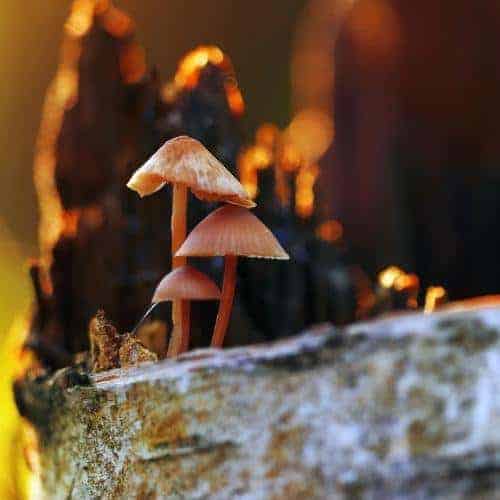 mycelium on wood