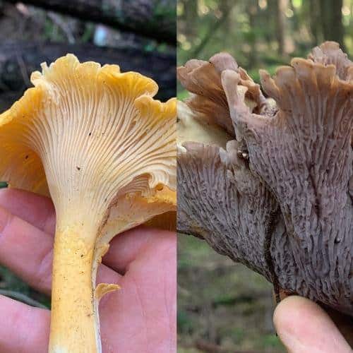 whats the bottom of a mushroom called 