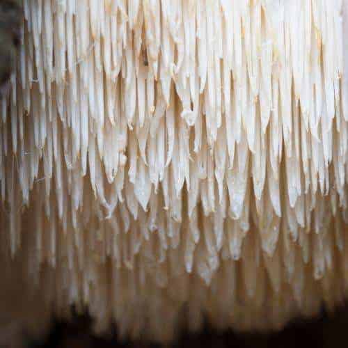 Mushroom teeth - lion's mane