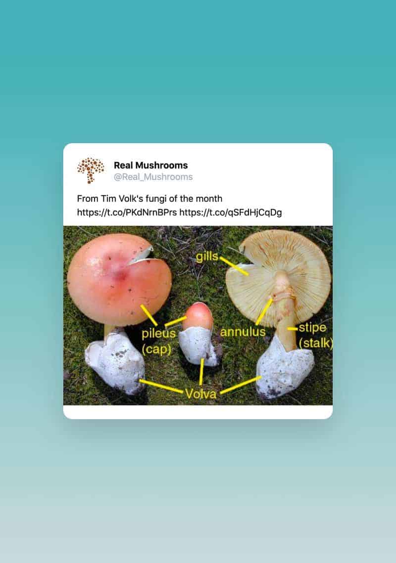fungal spores diagram