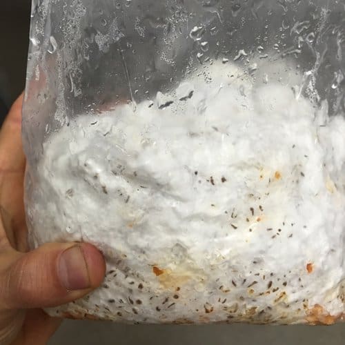 Mycelium. What is it, what is it for and how is it grown?