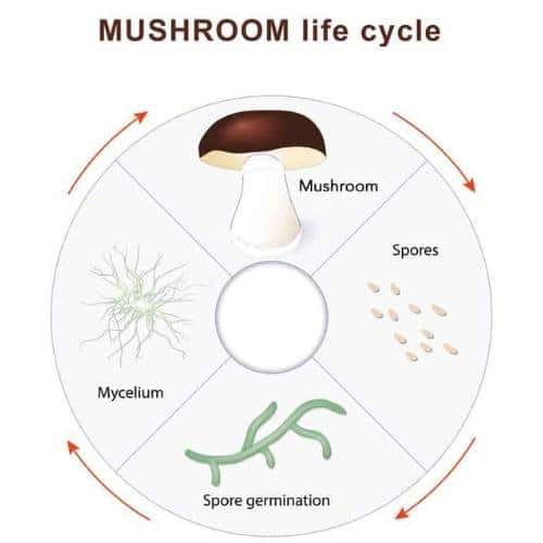 Mycelium on Your Mushrooms – Smallhold