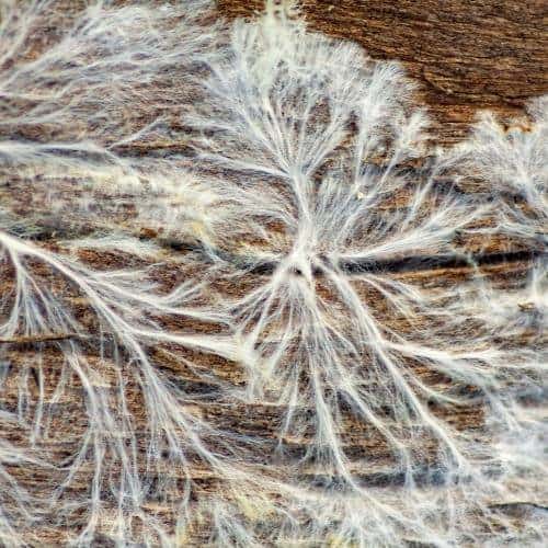 close up image of a mycelium filaments