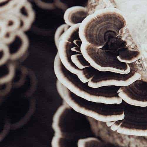 Farmed organic turkey tail mushrooms