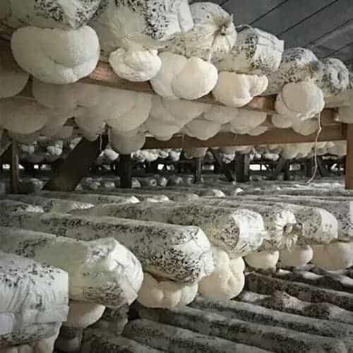 farmed organic lion's mane mushroom