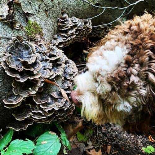 Turkey tail mushroom dog cancer outlet dosage