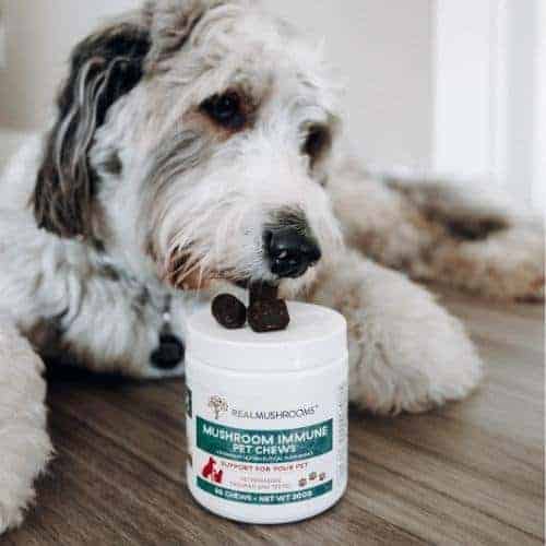 Turkey Tail Mushrooms for Dogs: A Versatile Fungi for Pet Health