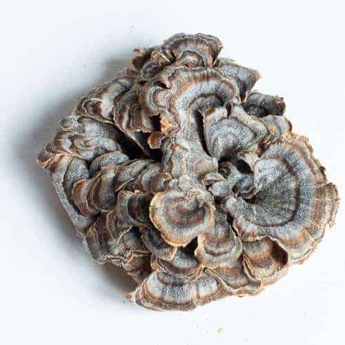 Turkey tail mushroom for dogs outlet hemangiosarcoma