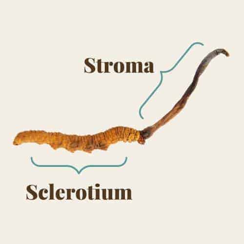 caterpillars with Cordyceps anatomy diagram