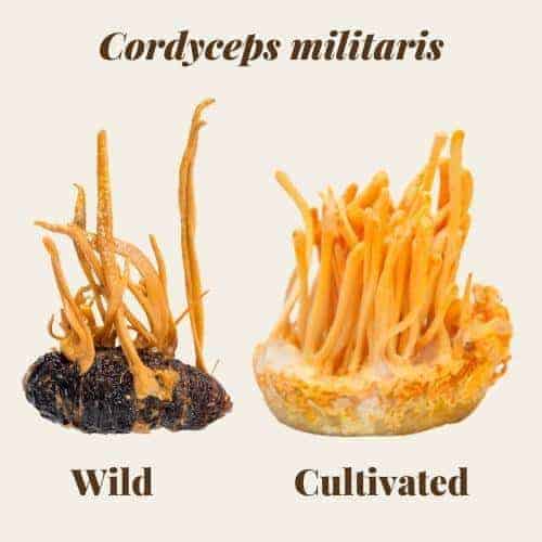 Cordyceps militaris - wild and cultivated