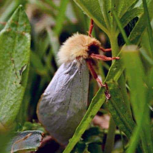 Ghost moth - Cordyceps